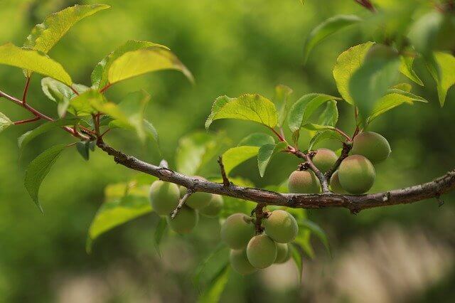 apricot